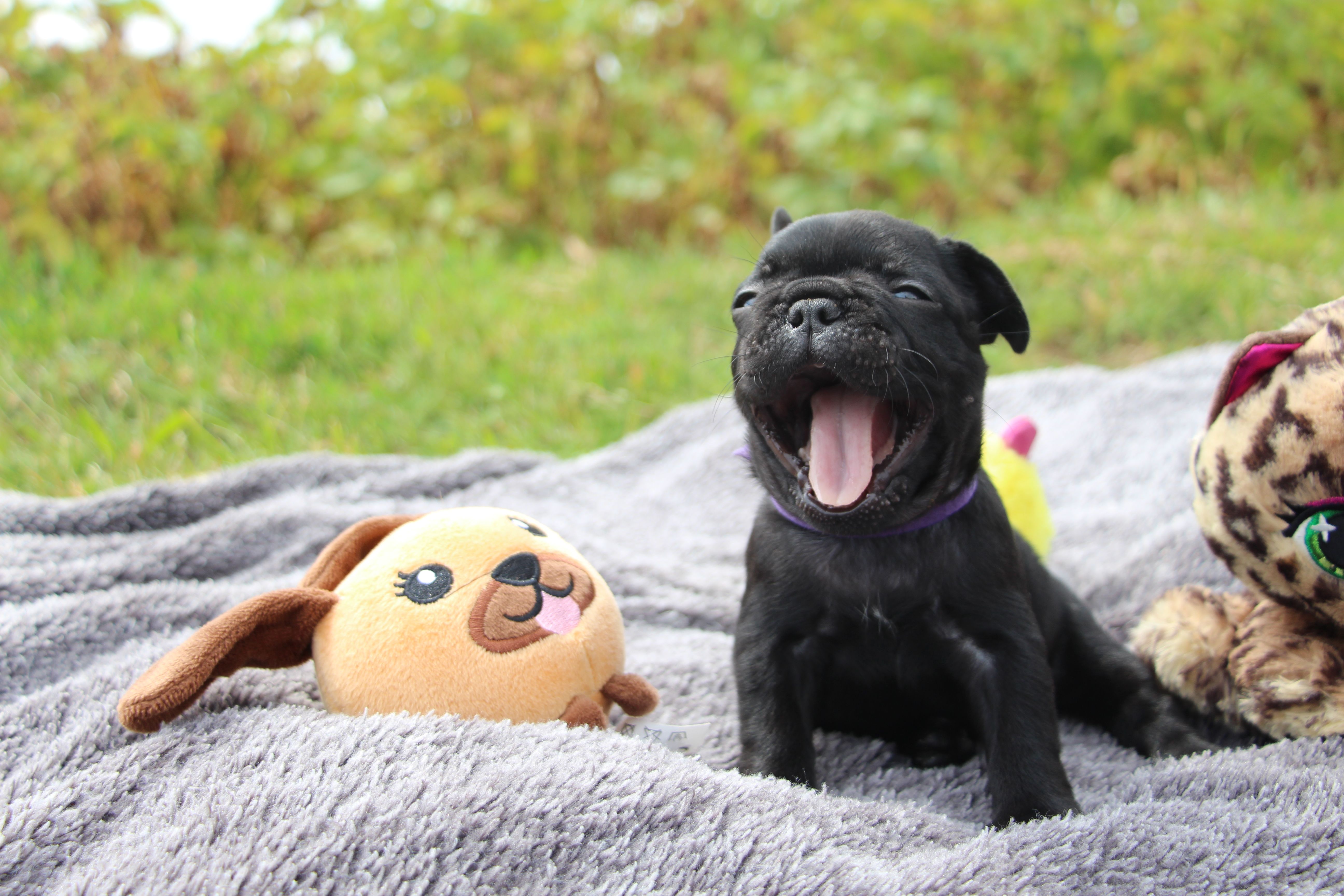 <svg class='purple'></svg> <b> Magic Molly</b> <svg class='purple'></svg>